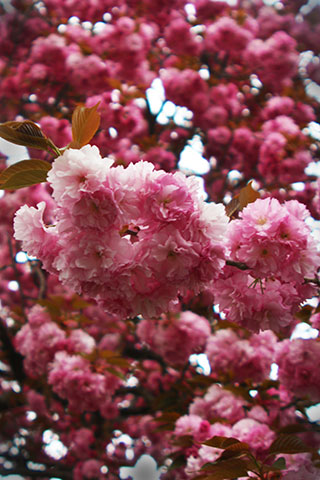 Cherry Blossoms Pink