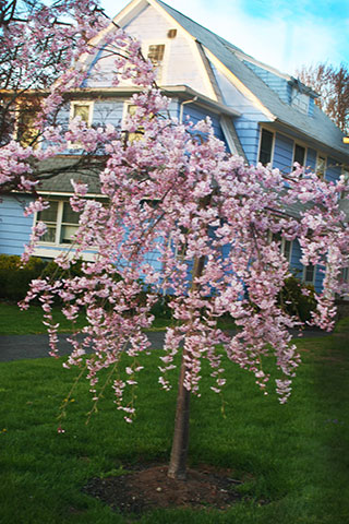 Cherry Tree in Front of Blue House