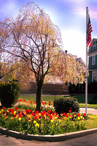 Cherry Tree Flagpole