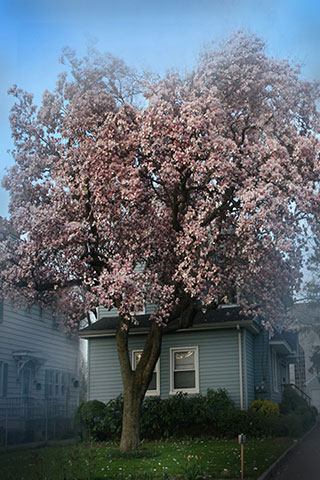 Cherry Tree Fog