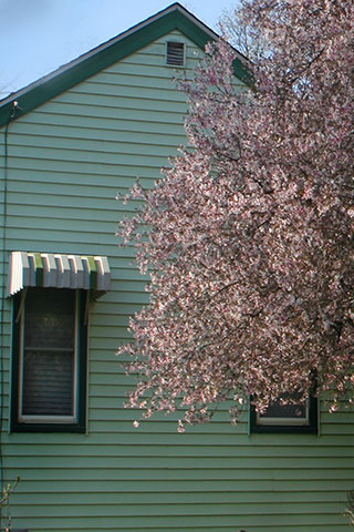 Cherry Tree Green House