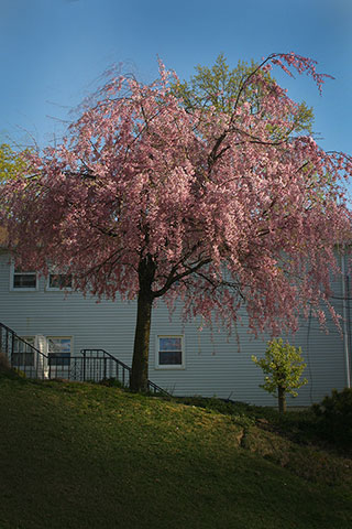 Cherry Tree on Hill