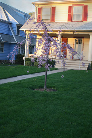 Cherry Tree Yellow House